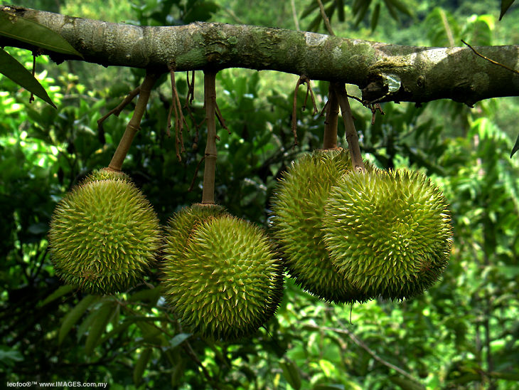 durian_malaysia.jpg